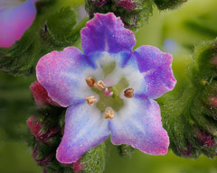 A macro image - One flower of a Pride of Madeira