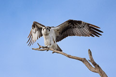 Osprey at Bolsa Chica, CA