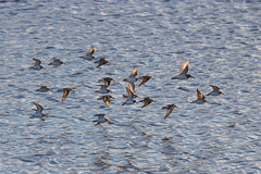 Sanderlings at Bolsa Chica, CA