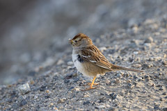 White-Crowned Sparrow at Bolsa Chica