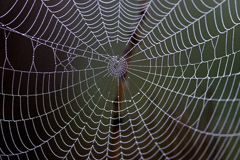 Spider web at Bolsa Chica, CA