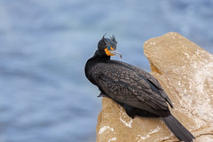 Double-crested Cormorant in plumage - La Jolla