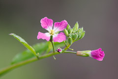 Dames Rocket - Bolsa Chica