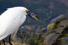 White Egret - Bolsa Chica