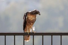 Hawk - At home