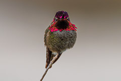 Anna's Hummingbird - Bolsa Chica