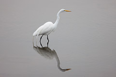 Egret with reflection - Bolsa Chica