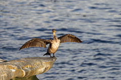Double-Crested Cormorant - La Jolla
