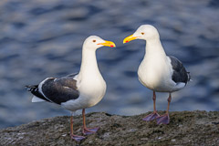 Seagulls talking - La Jolla