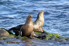 Harbor Seals - La Jolla