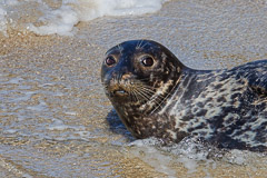 Harbor Seal Mom - La Jolla