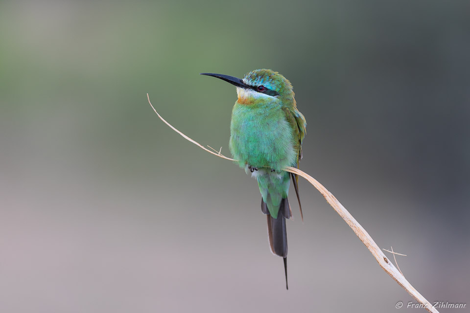 European Bee Eater - Tarangire NP, Tanzania