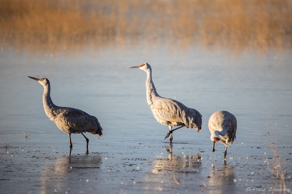 Sandhill Cranes at Sunsrise - Bosque del Apache, NM