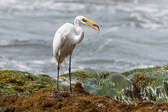 Fishing Great White Egret – Dana Point