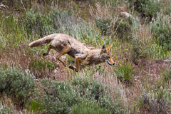 Hunting Coyote - Grand Teton NP