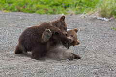 "Who is the stongest?".....Brown Bear Cubs - Lake Clark NP, AK