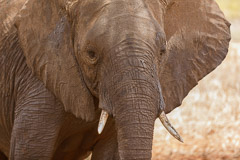 African Elephant - Tarangire NP, Tanzania