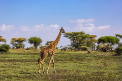 Giraffes - Southern Serengeti NP, Tanzania