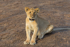 Cute Lion Juvenile - Southern Serengeti NP, Tanzania