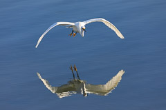 Snowy Egret, Bolsa Chica Ecological Reserve