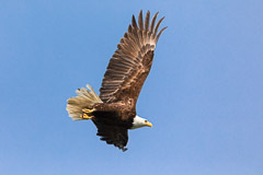 Eagle on the way catching a fish - Haines, AK