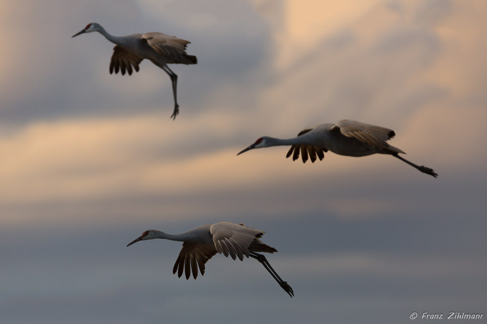 Sandhill Cranes Evening Fly-In, Bosque del Apache – NM