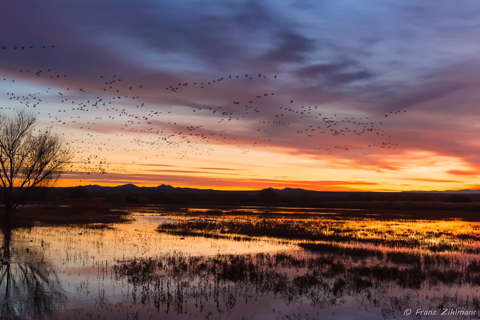 Sunrise with Canadian Snow Geese, Bosque Del Apache National Wildlife Refuge – NM