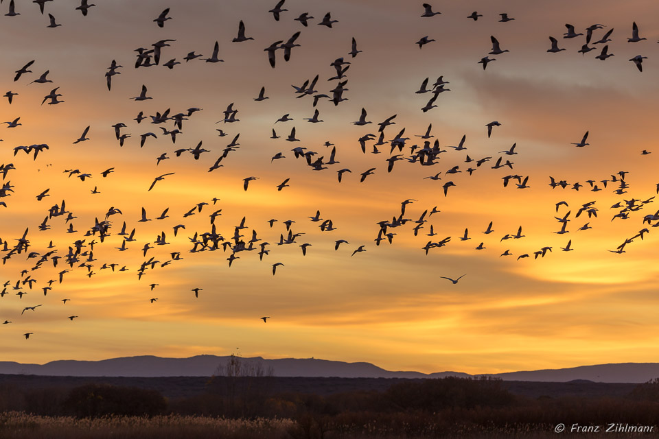 Sunrise with Canadian Snow Geese, Bosque Del Apache National Wildlife Refuge – NM