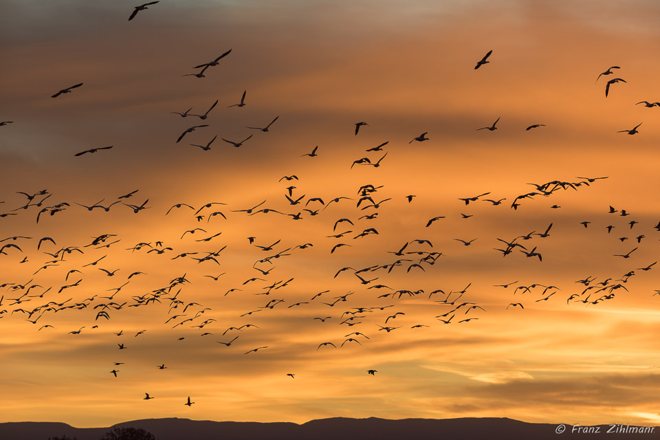 Sunrise with Canadian Snow Geese, Bosque Del Apache National Wildlife Refuge – NM