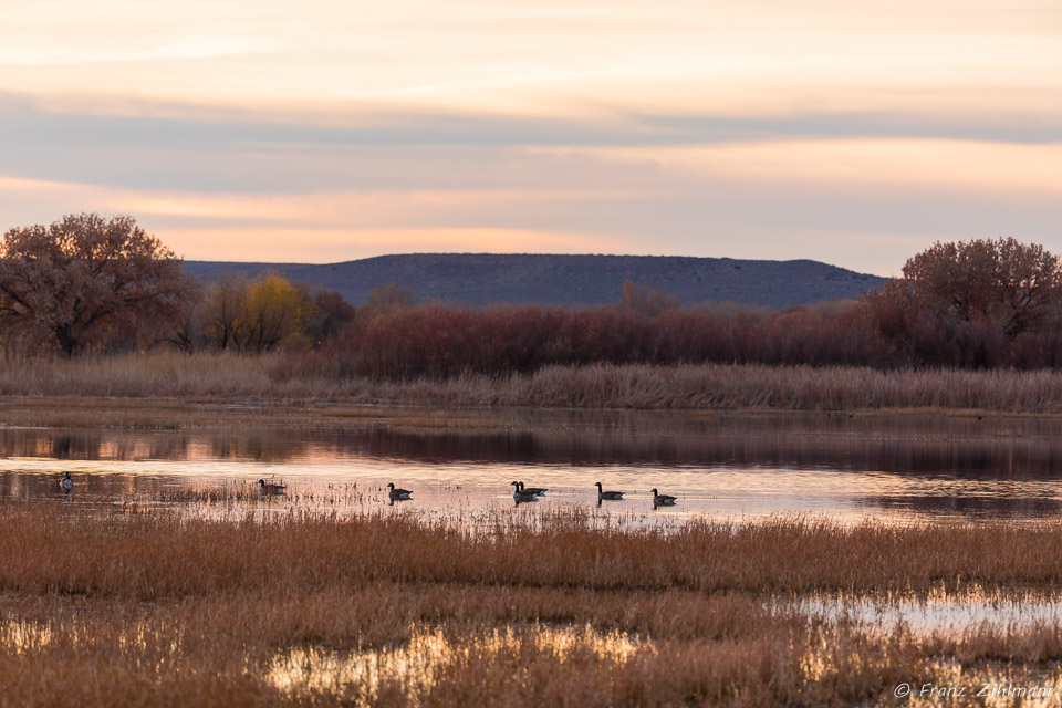 Bosque Del Apache National Wildlife Refuge – NM