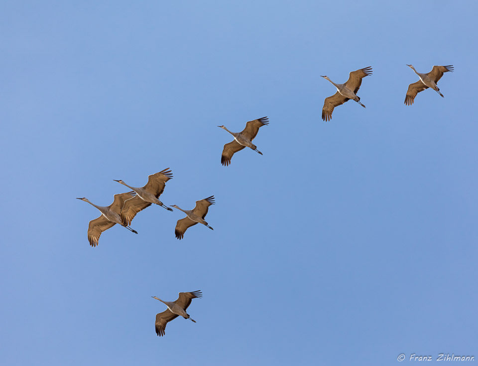 Sandhill Cranes at Bosque Del Apache National Wildlife Refuge – NM