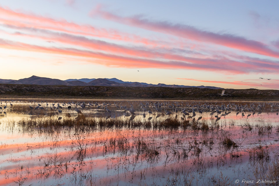 Sunset at Bosque del Apache, NM