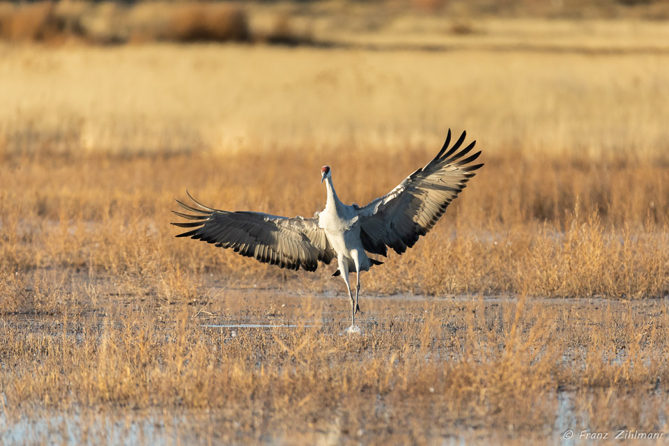 Sandhill Crane Fly-in at Sunset - Bosque del Apache, NM