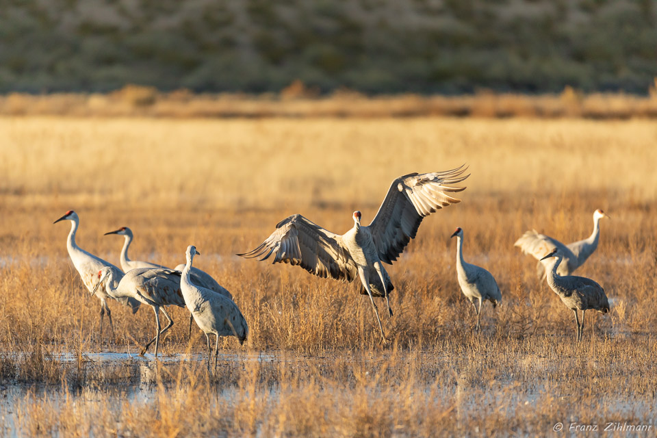 Sandhill Crane Fly-in at Sunset - Bosque del Apache, NM