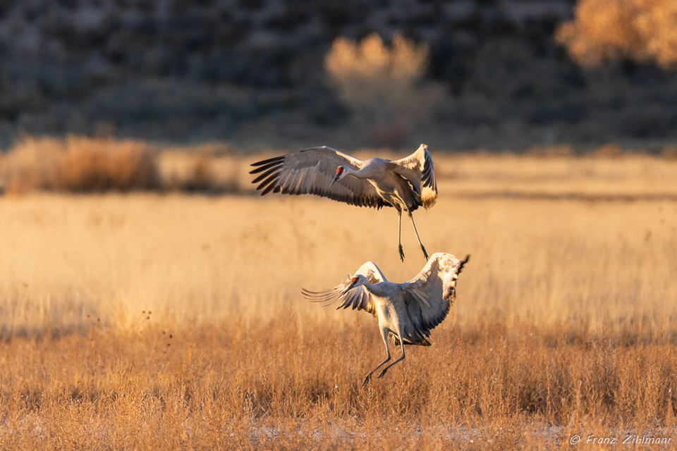 Sandhill Crane Fly-in at Sunset - Bosque del Apache, NM