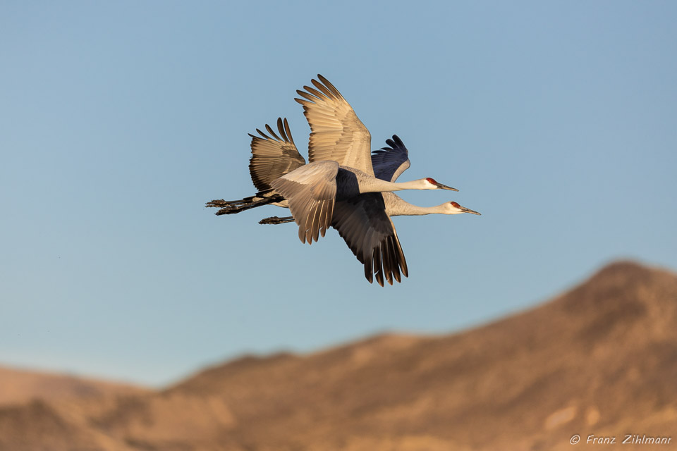 Sandhill Crane Fly-out at Sunsrise - Bosque del Apache, NM