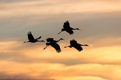 Sandhill Cranes Evening Fly-In, Bosque del Apache – NM