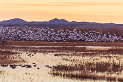 Sunrise with Canadian Snow Geese, Bosque Del Apache National Wildlife Refuge – NM