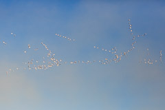 Snow Geese - Bosque del Apache, NM