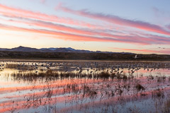 Sunset at Bosque del Apache, NM