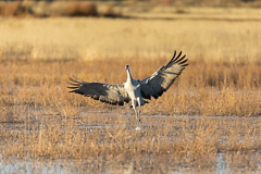 Bosque del Apache and White Sands