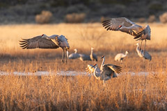 Bosque del Apache and White Sands