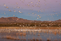 Snow Geese Fly-out at Sunrise - Bosque del Apache, NM