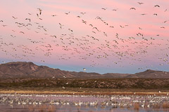 Snow Geese Fly-out at Sunrise - Bosque del Apache, NM