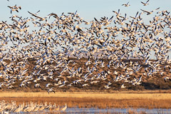 Snow Geese Fly-out at Sunrise - Bosque del Apache, NM