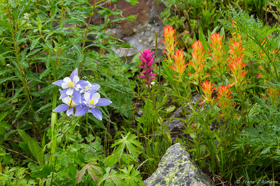 Colorado Columbine and Paintbrush flowers - Yankee Boy Basin, CO