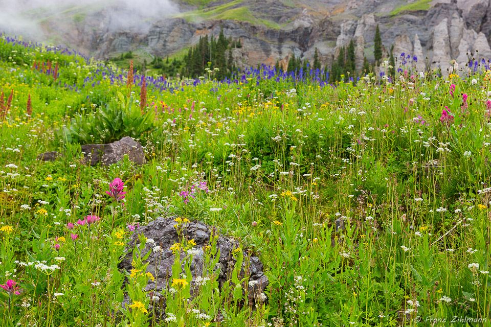 Assortment of flowers - Yankee Boy Basin, CO