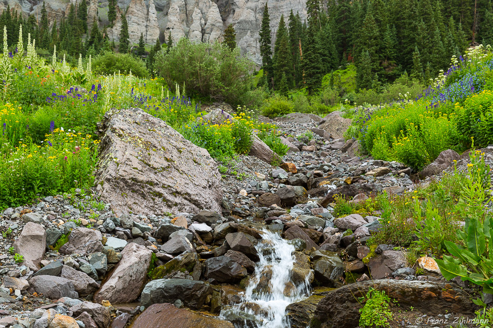 Creek flanked with variety of flowers - Yankee Boy Basin, CO