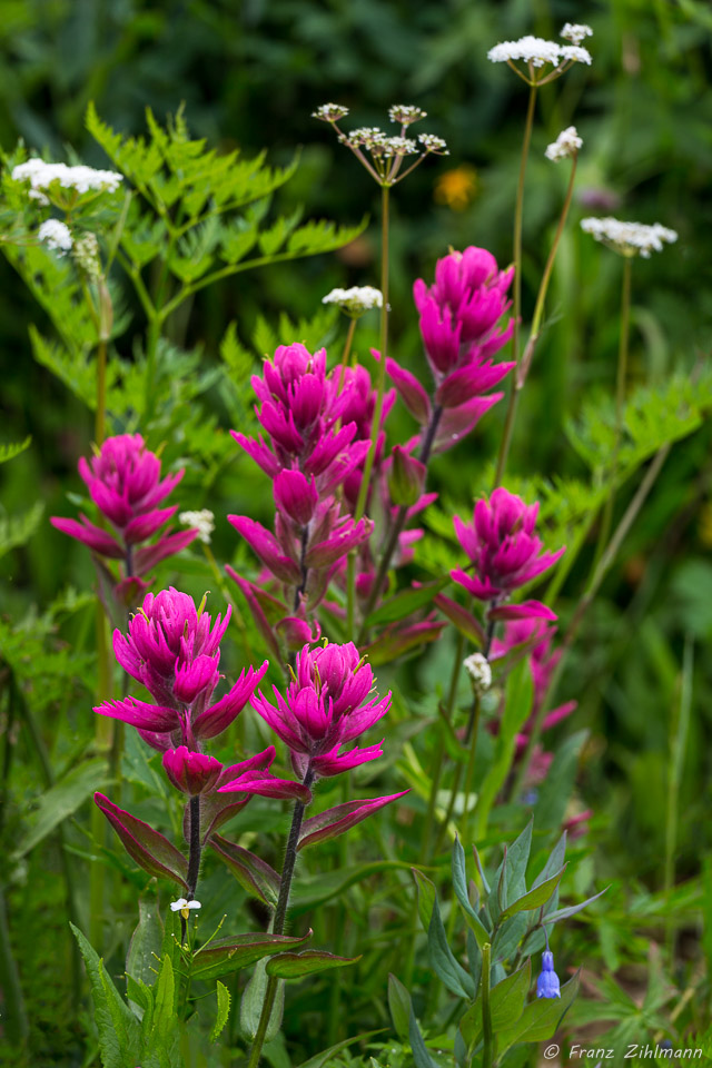 Paintbrush flowers - Yankee Boy Basin, CO