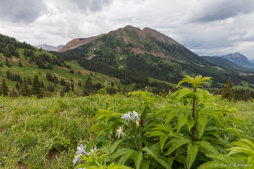 Scene at Washington Gorge Road - Crested Butte, CO